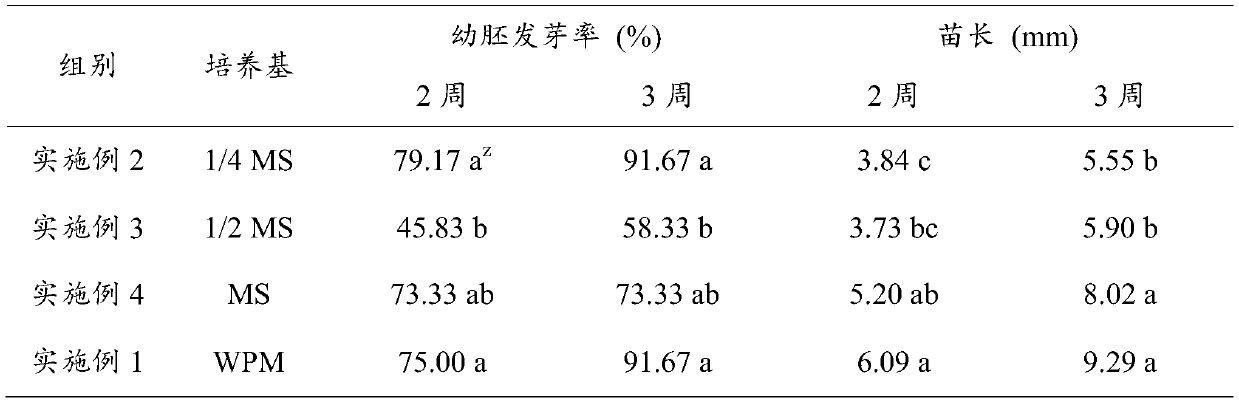 Tissue culture and rapid propagation method for Ilex crenata Thunb by taking embryos as explants