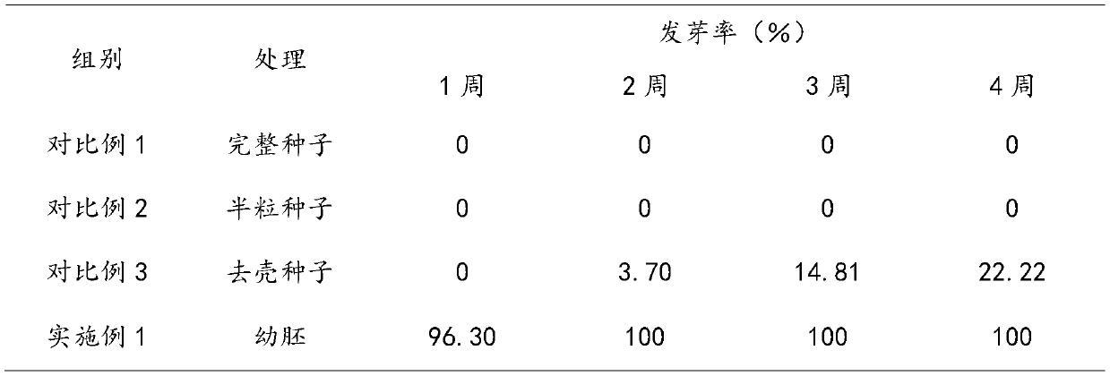 Tissue culture and rapid propagation method for Ilex crenata Thunb by taking embryos as explants