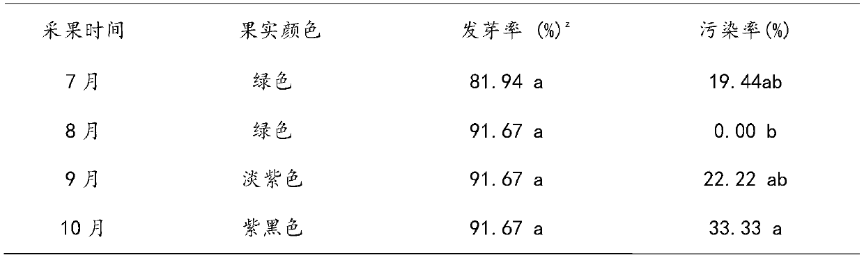 Tissue culture and rapid propagation method for Ilex crenata Thunb by taking embryos as explants