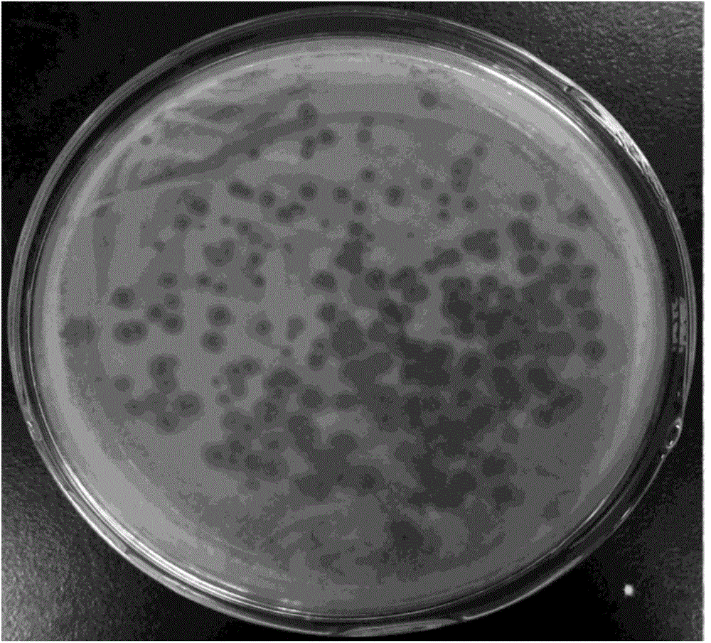 Rice bacterial brown streak germ phage and application thereof