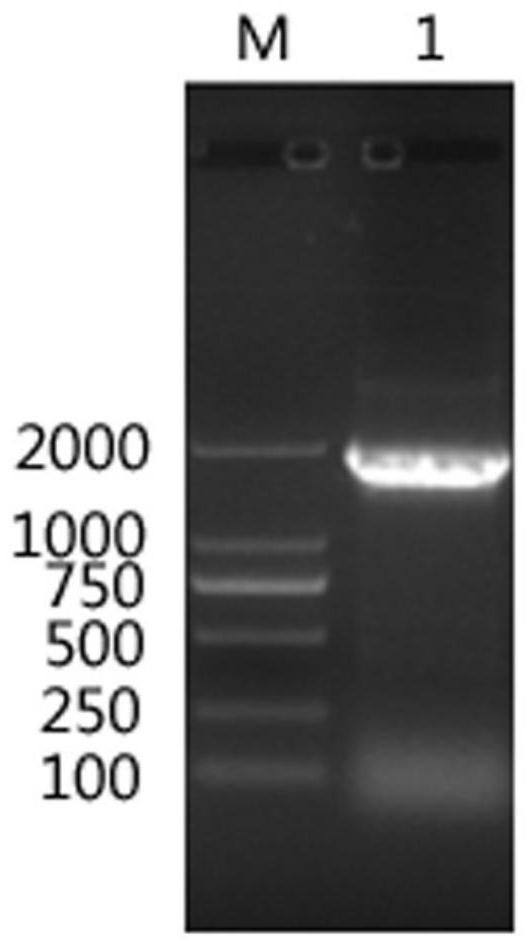 Bovine Newbutton virus recombinant VP1 gene, recombinant protein and application thereof