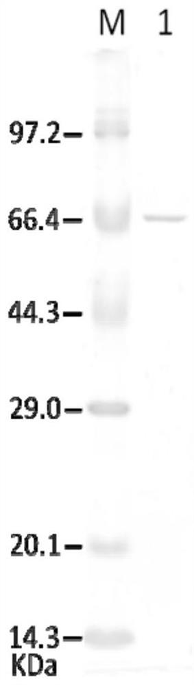 A kind of allophanate hydrolase and preparation method thereof