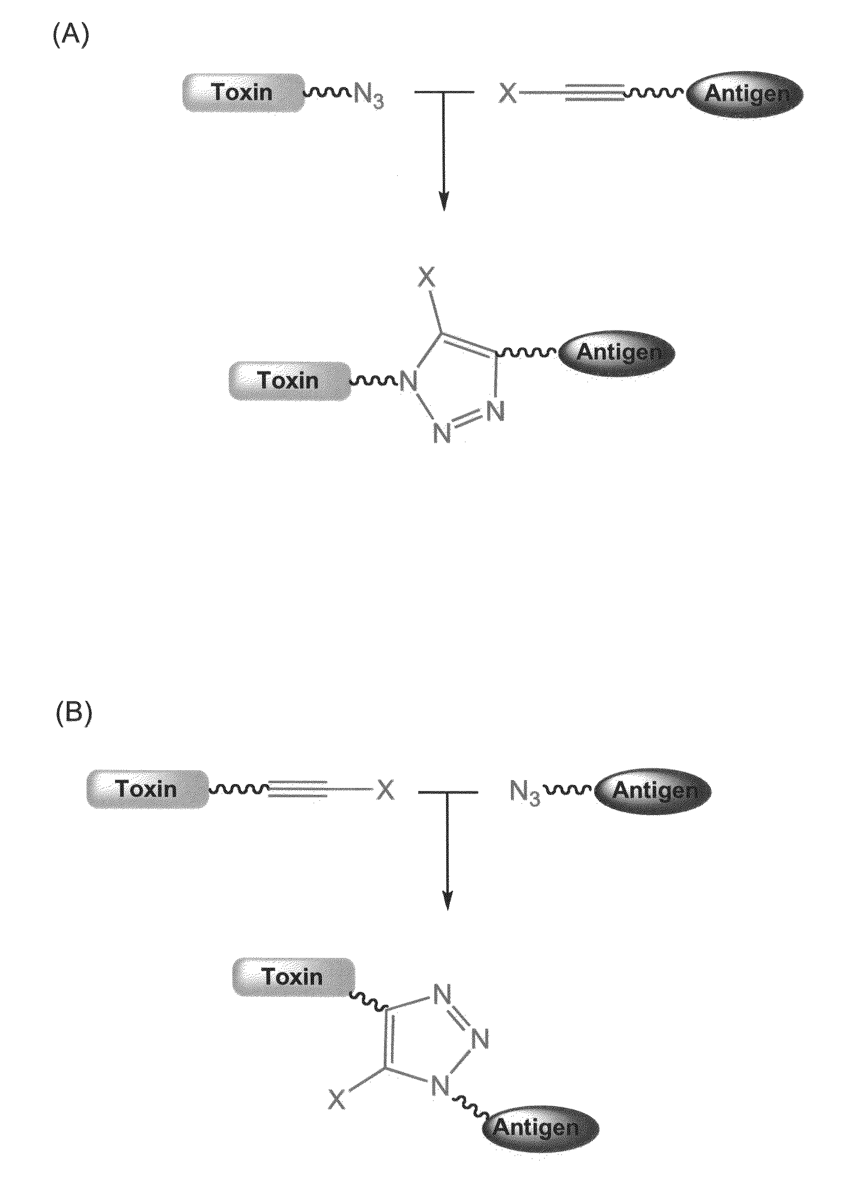 Methods and compositions for the preparation and use of toxin conjugates