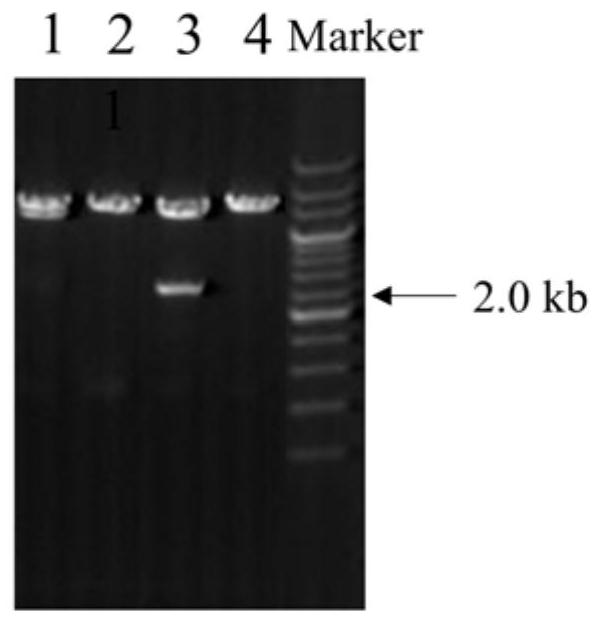 Application of long non-coding RNA-nkila in the repair of bone tissue damage