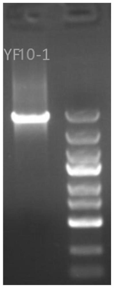 Amplification primers and methods for the complete mitochondrial genome sequence of the tick fly