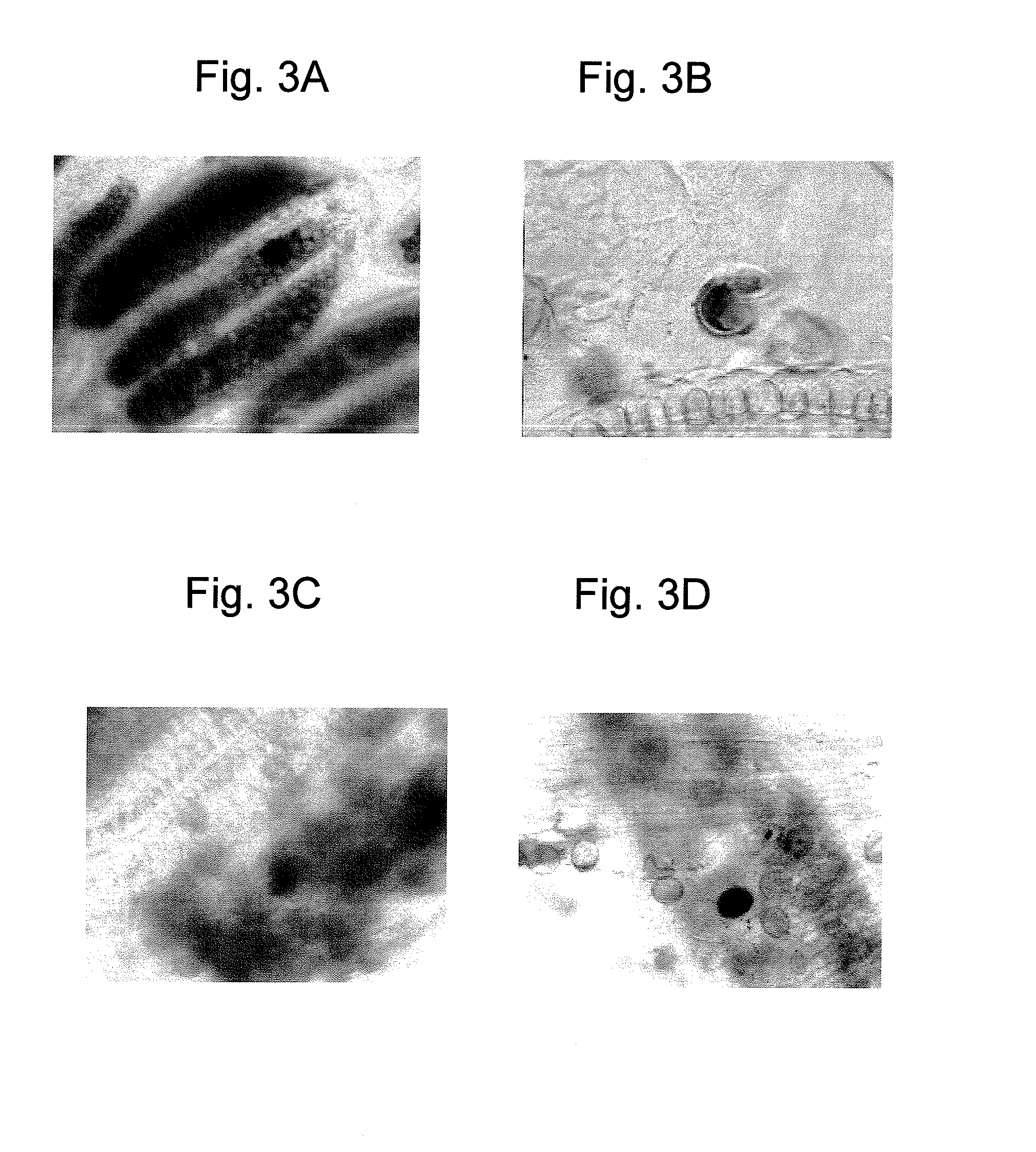 Method Of Producing Haploid And Doubled Haploid Plant Embryos, And Embryos, Plants, Progeny, Cells, Tissues And Seeds Obtainable By Method