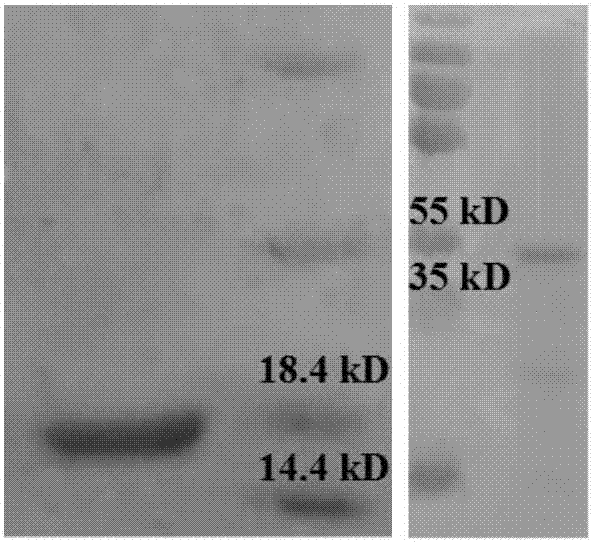 Application of Eu-containing polyoxometalate in in-vitro assay of early pathogenic protein E6 of human papillomavirus