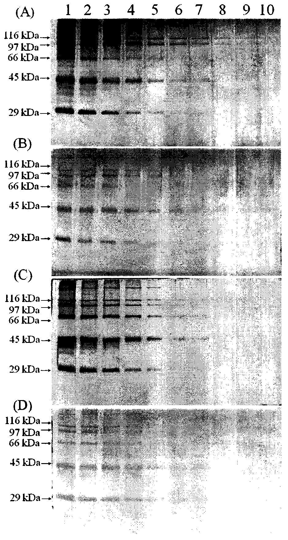 Application of 2′,7′-dichlorofluorescein and its derivatives in protein detection