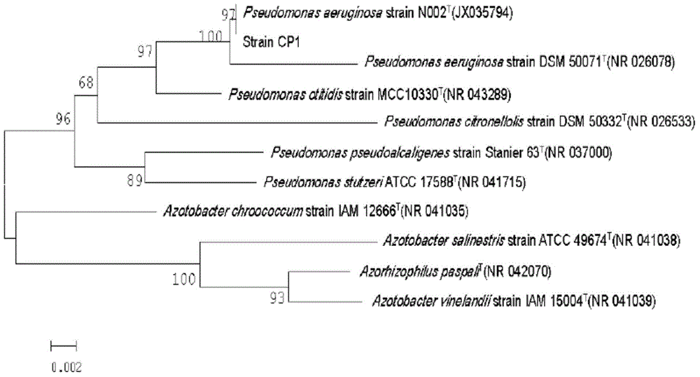 Pseudomonas aeruginosa and application