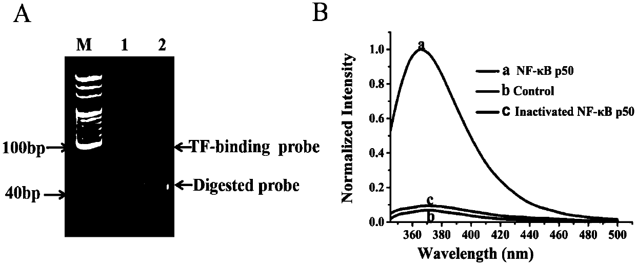 Fluorescent chemosensor for detecting transcription factor NF-kappaBp50 and detection method thereof