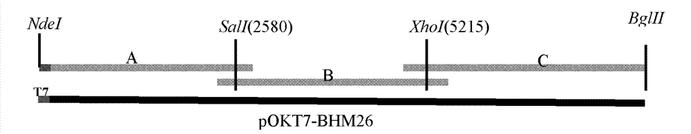 Chinese isolated strain of bovine enterovirus, and construction and application of infectious cDNA clone thereof