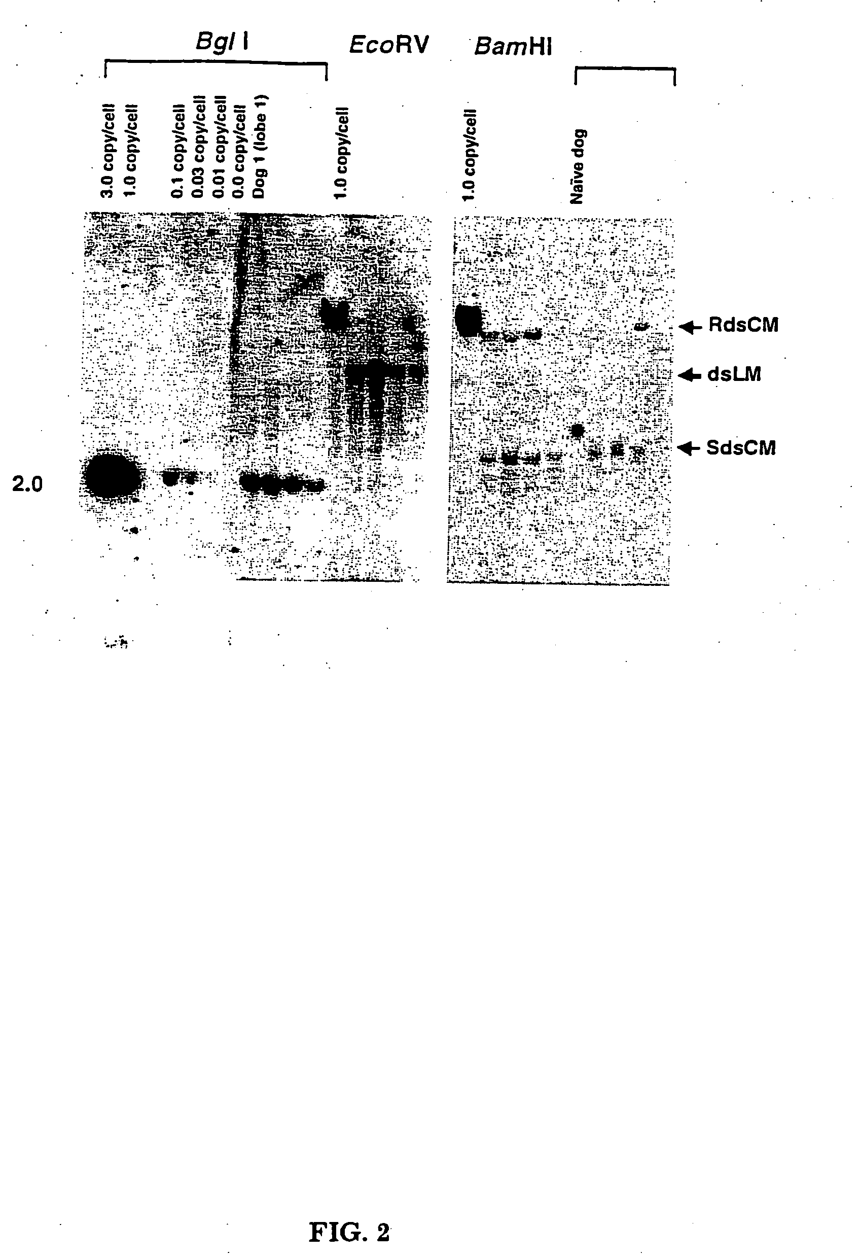 Methods for delivering recombinant adeno-associated virus virions to the liver of a mammal