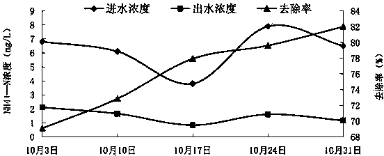 Application of isodon lophanthoides in purifying rural domestic sewage