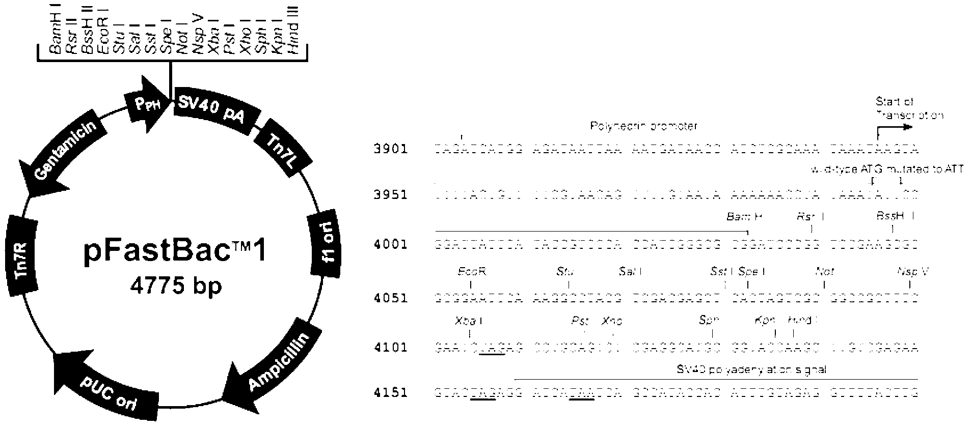 Method for expressing polypeptide