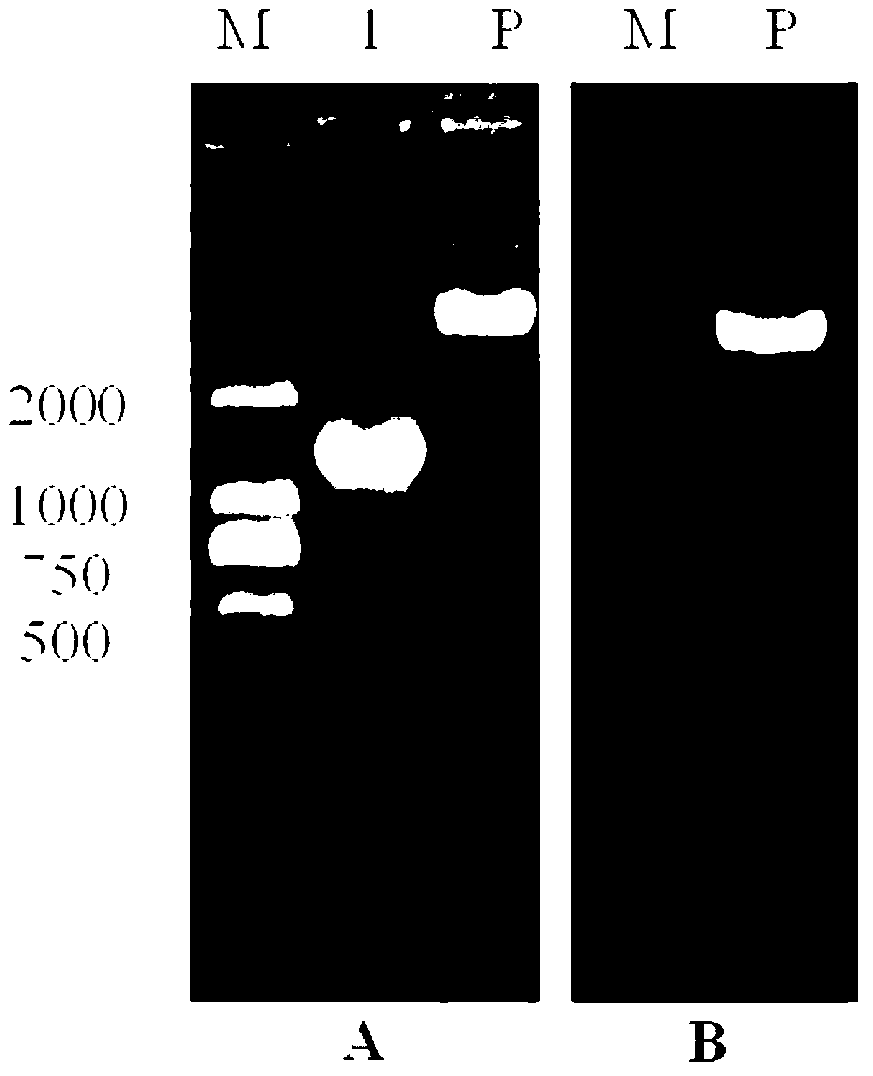 Method for expressing polypeptide