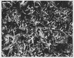 Magnesium alloy surface conversion coating treating fluid and treating process thereof
