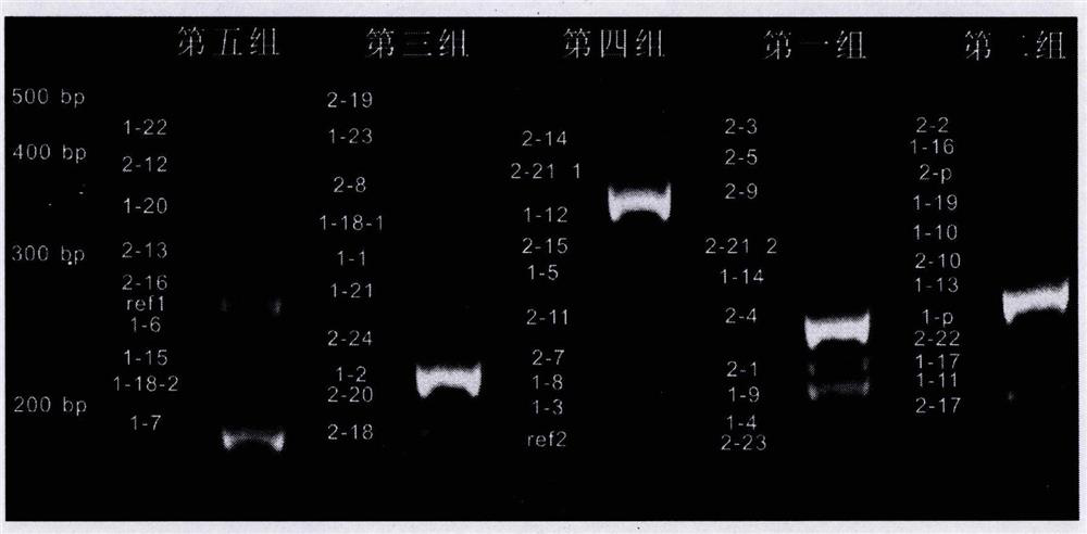 A primer combination, method and kit for detecting large fragment recombination of brca1 and brca2 genes