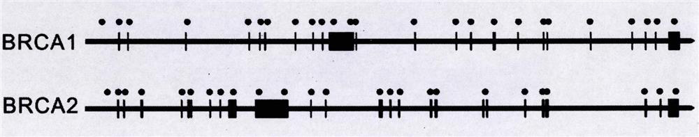 A primer combination, method and kit for detecting large fragment recombination of brca1 and brca2 genes