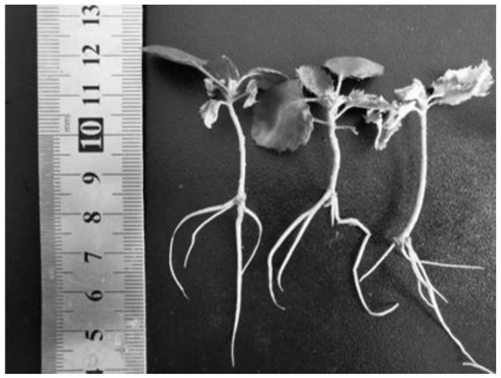 Amelancheir alnifolia plant differential culture medium in test tube and culture method thereof