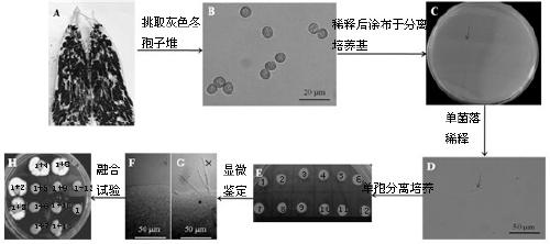 A kind of smut haploid strain uet2 and its application