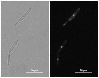 A kind of smut haploid strain uet2 and its application