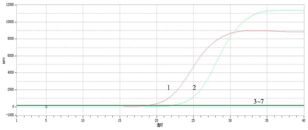 Fluorescent quantitative PCR (Polymerase Chain Reaction) detection kit for poria cocos and identification method