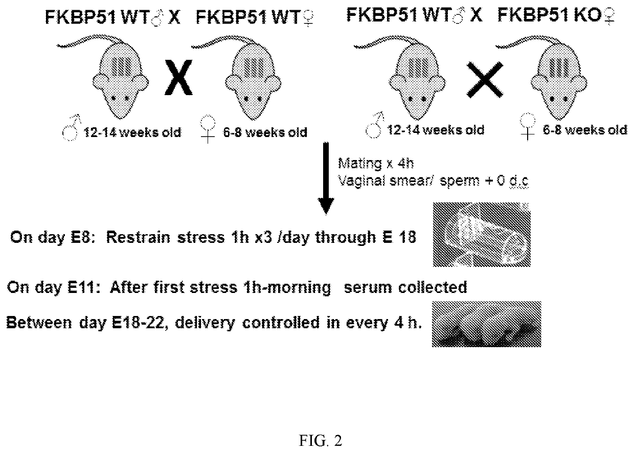 Prevention of preterm birth (PTB) by inhibition of FKBP51