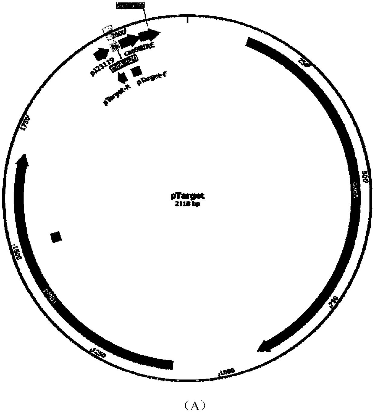 A kind of recombinant Escherichia coli with high production of l-threonine and its construction method