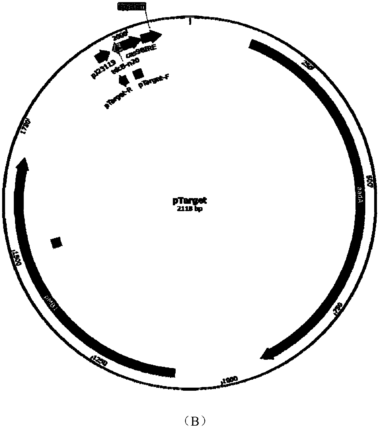 A kind of recombinant Escherichia coli with high production of l-threonine and its construction method