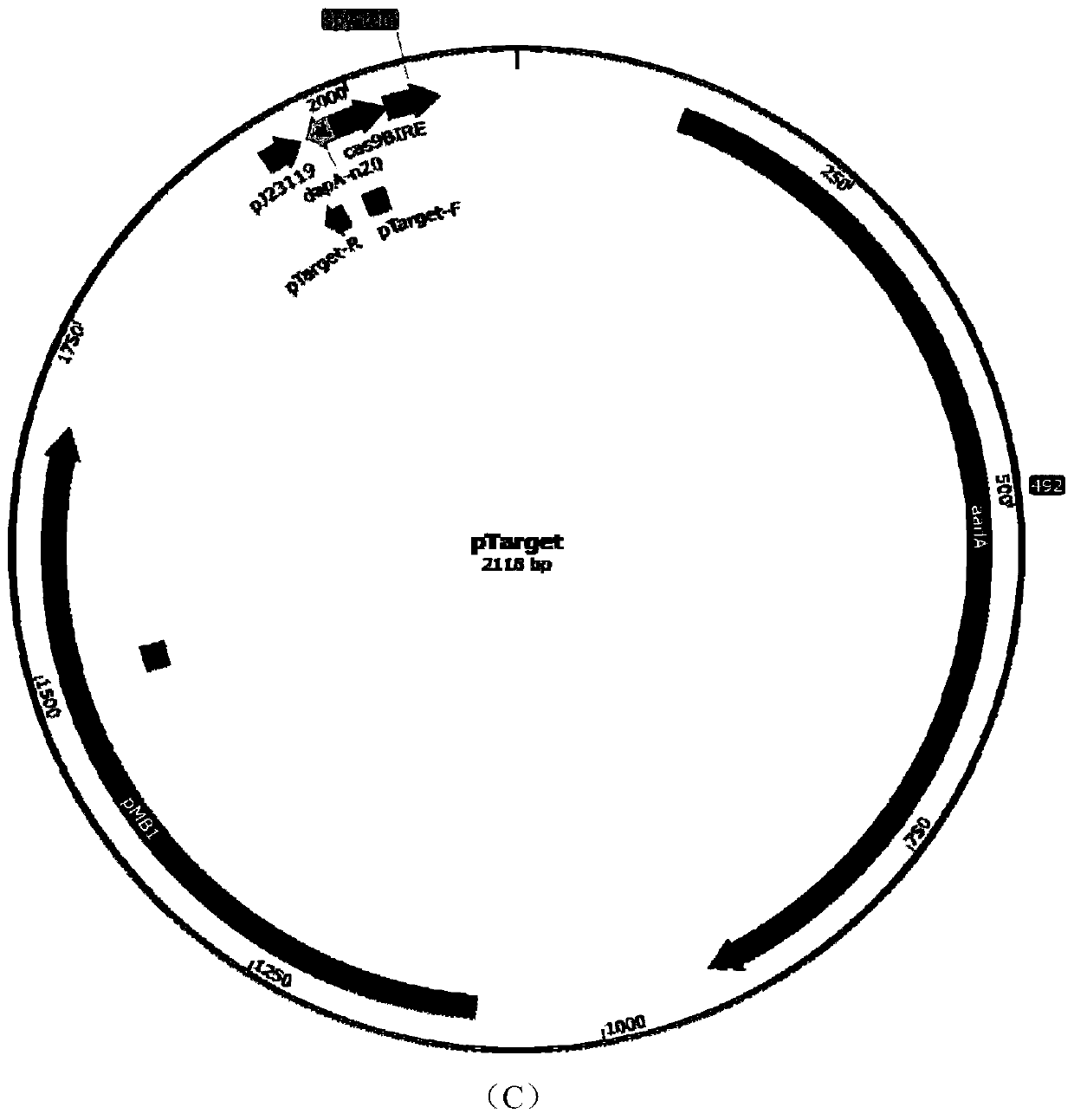 A kind of recombinant Escherichia coli with high production of l-threonine and its construction method