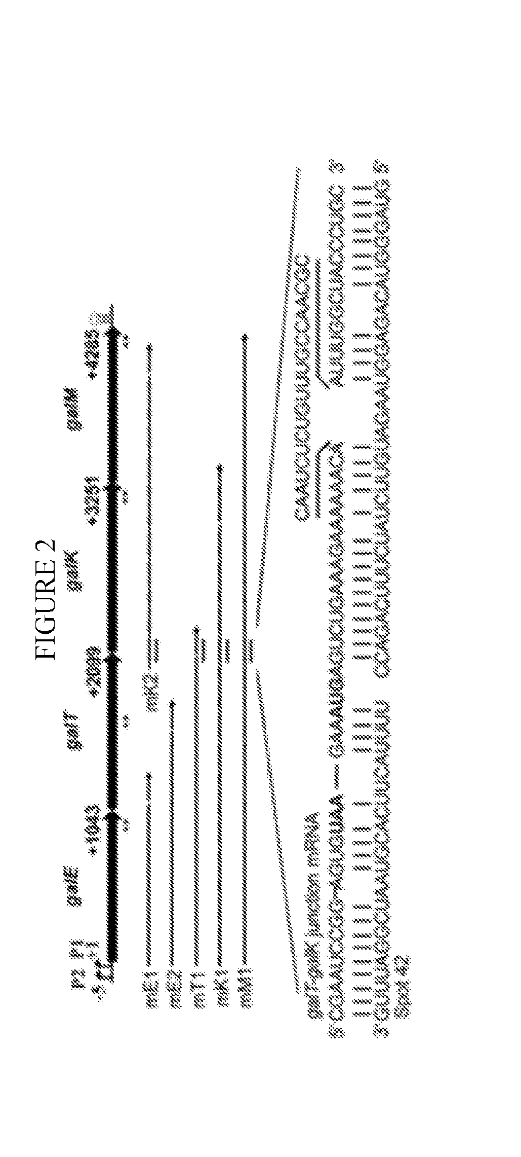 Improved galactose utilization