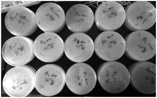 Selenium-rich bacterium and separation method thereof