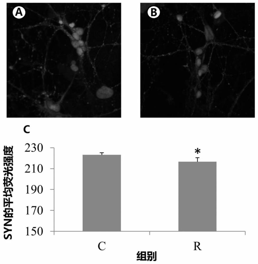 Neuronal synaptic vesicle protein SYN sensitive to terahertz wave radiation