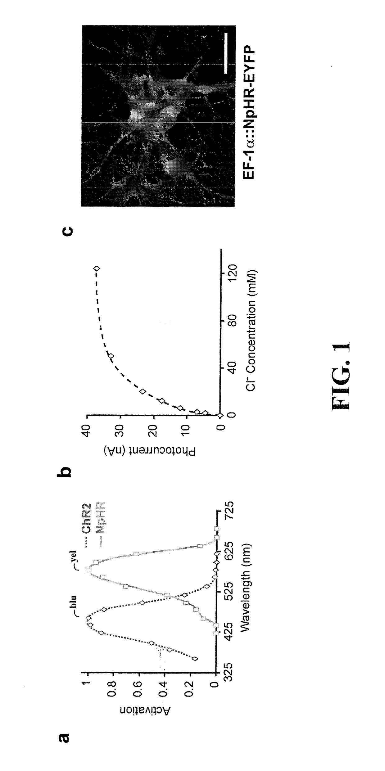 Optogenetic method for generating an inhibitory current in a mammalian neuron
