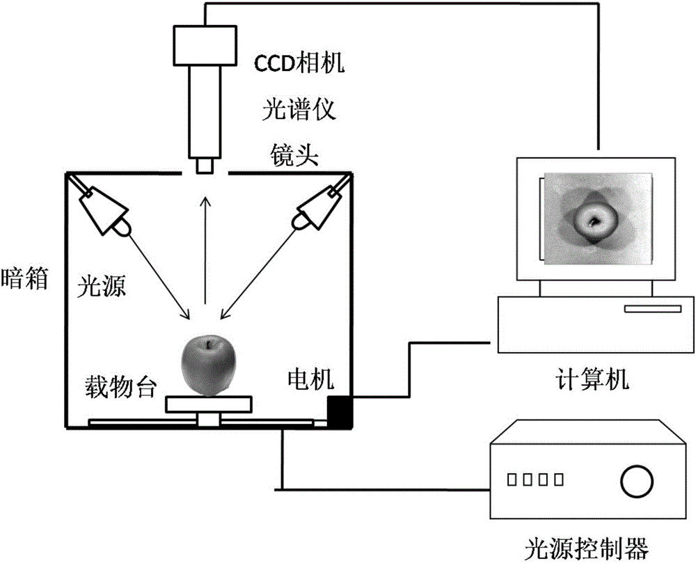 Rapid apple variety identification method based on hyperspectral imaging