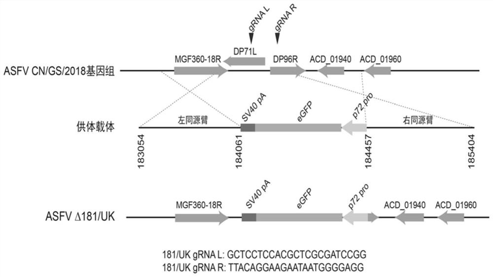 Construction of attenuated African swine fever gene deletion strain and its application as a vaccine