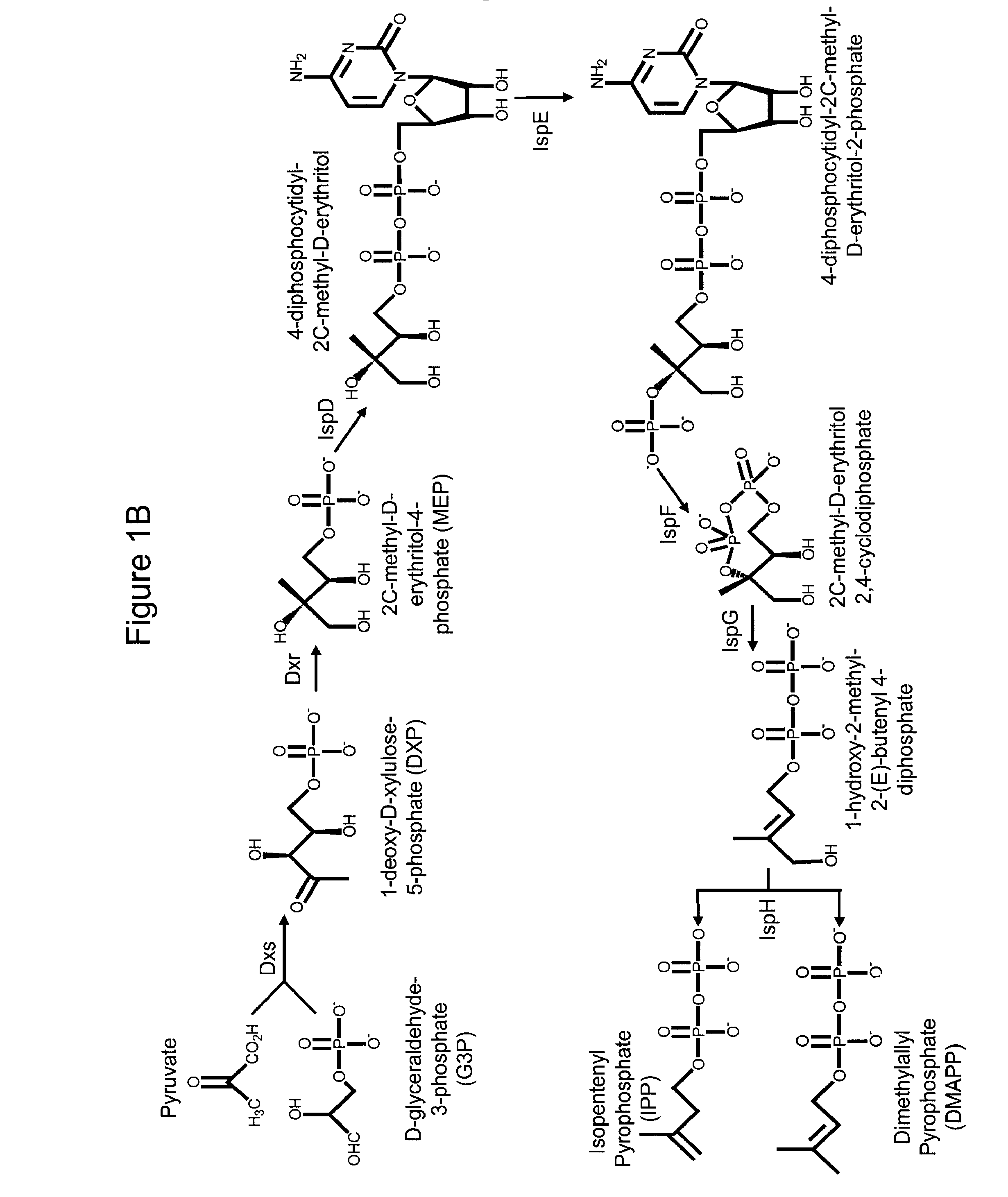 Production of isoprenoids