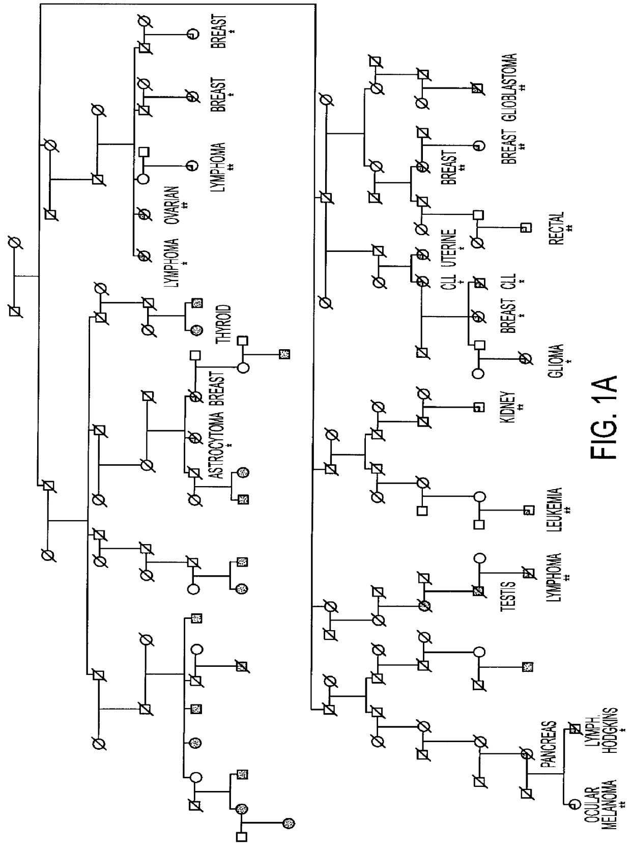 Vector containing MTS1E1.beta. gene