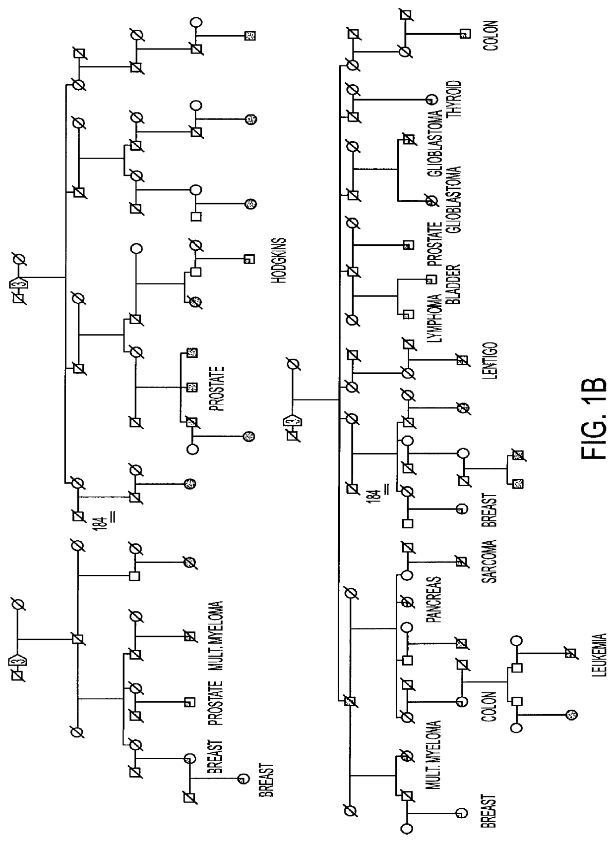 Vector containing MTS1E1.beta. gene