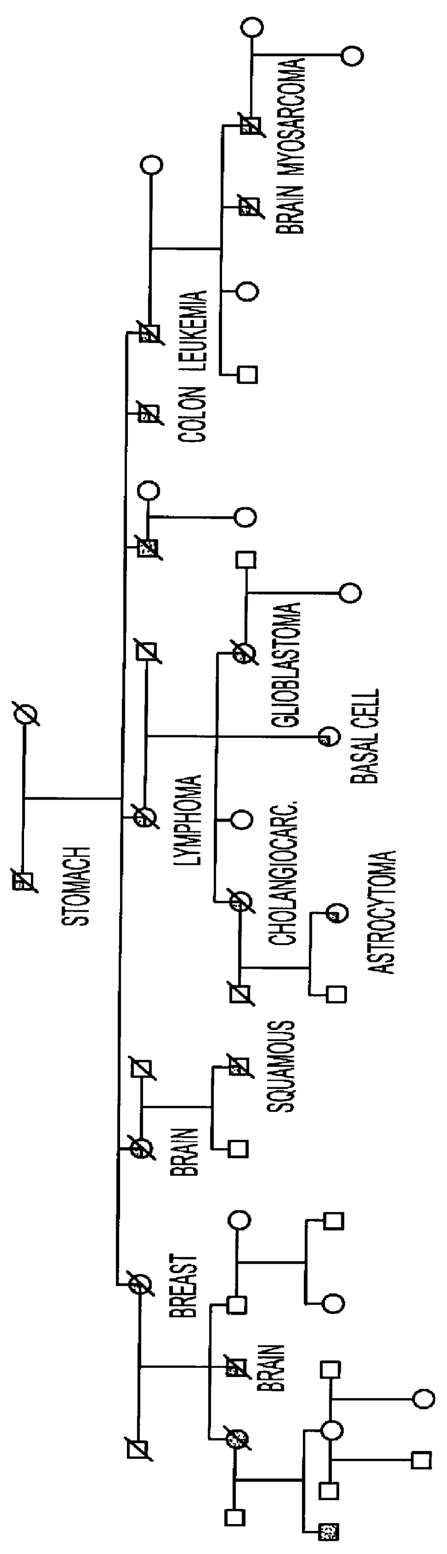 Vector containing MTS1E1.beta. gene