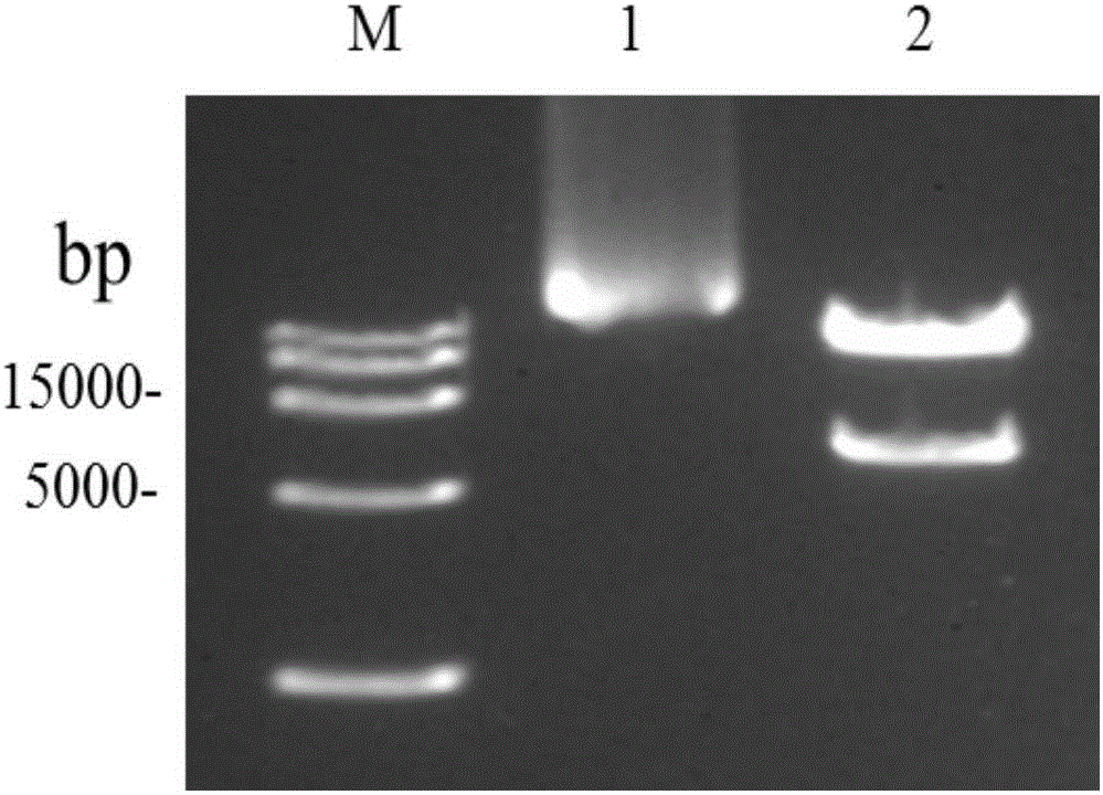Restrictive replicated west nile virus system for expressing green fluorescent protein and application thereof