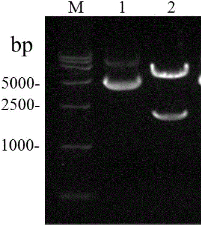 Restrictive replicated west nile virus system for expressing green fluorescent protein and application thereof