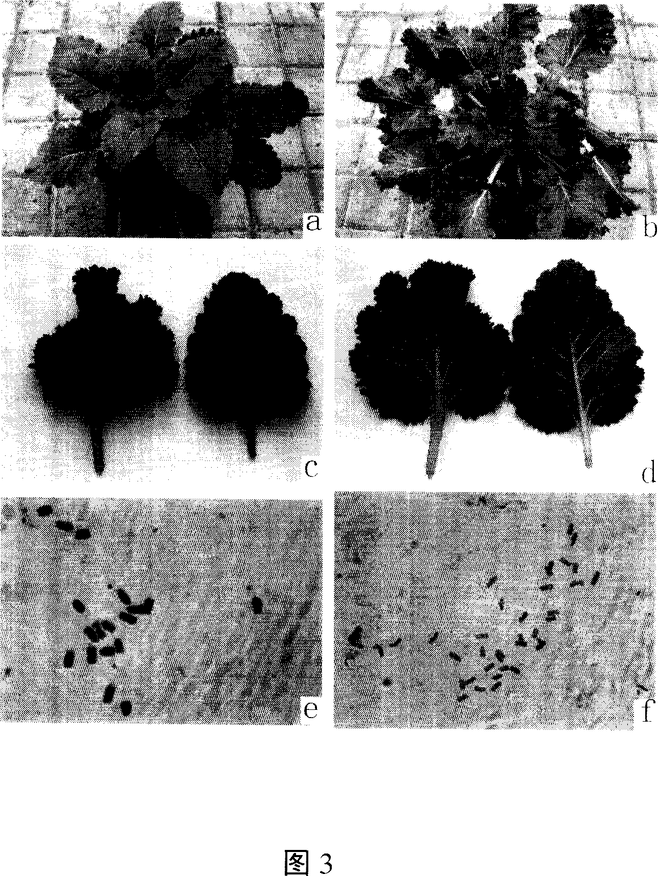 Method for inducing primula forbesii tetraploid and ploidy early stage authentication technique