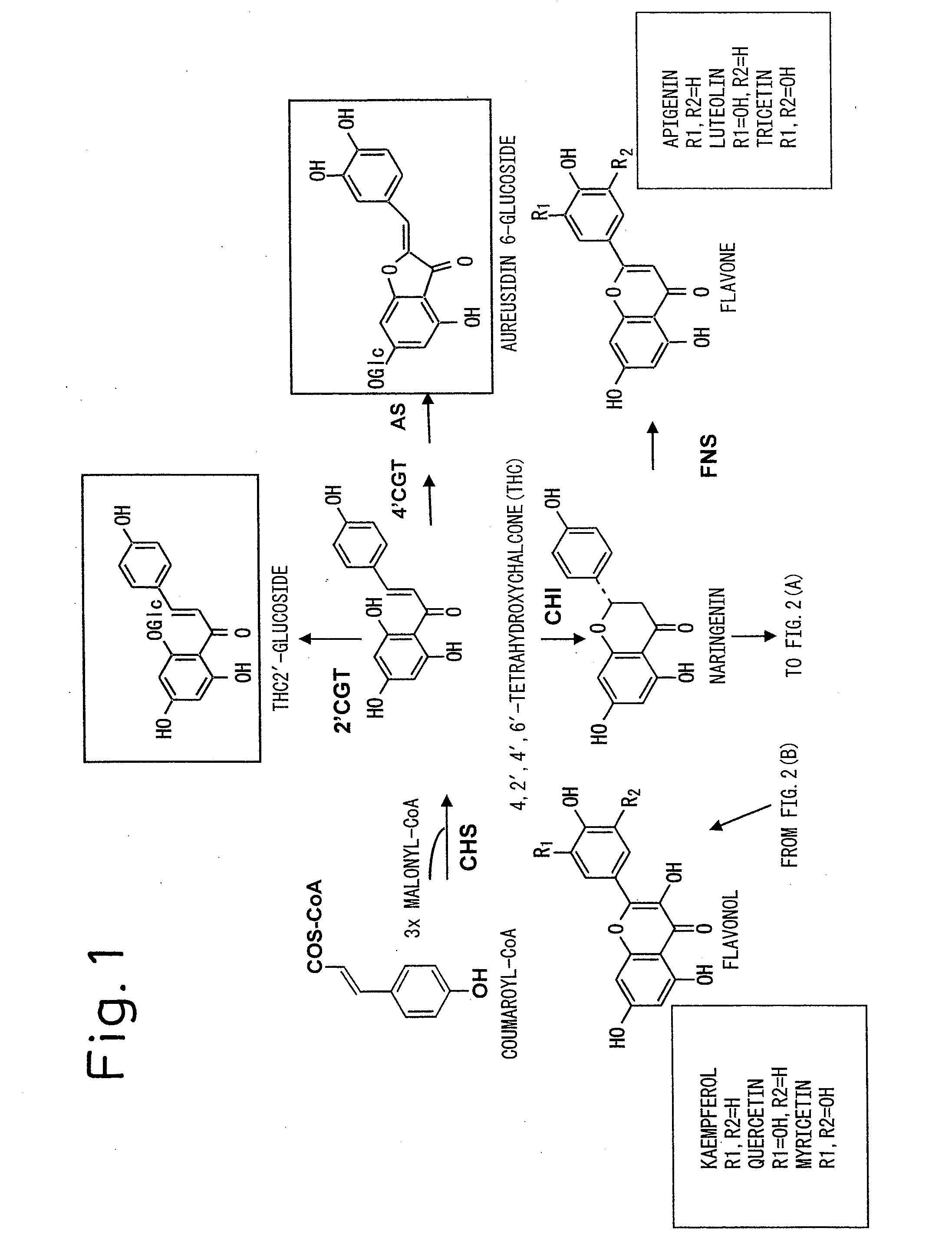 Method for producing yellow flower by controlling flavonoid synthetic pathway