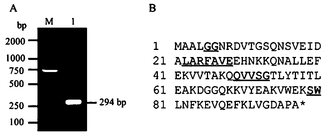 Soybean gene GmCYS20 and application