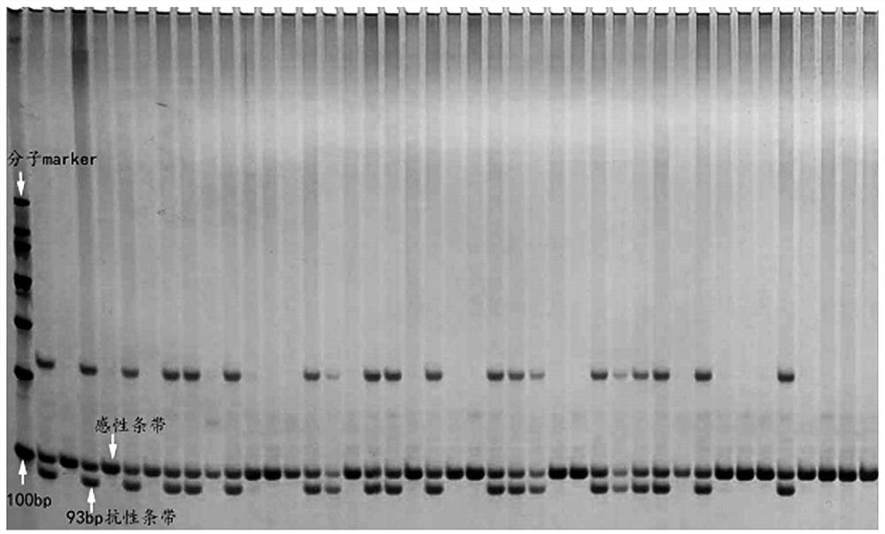 An indel marker closely linked to the green peach aphid resistance trait of peach germplasm and its application