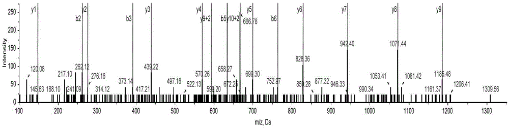 Method for identifying acaudina molpadioides by using specific peptide fragment group