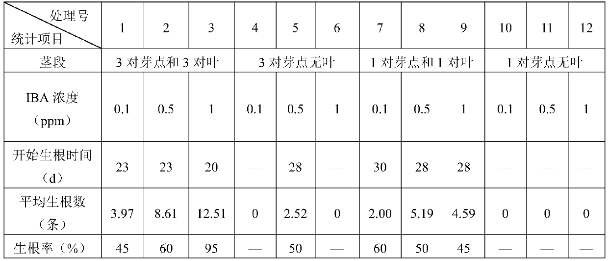 Rapid rooting and seedling-forming method for psammosilene tunicoides by water culture