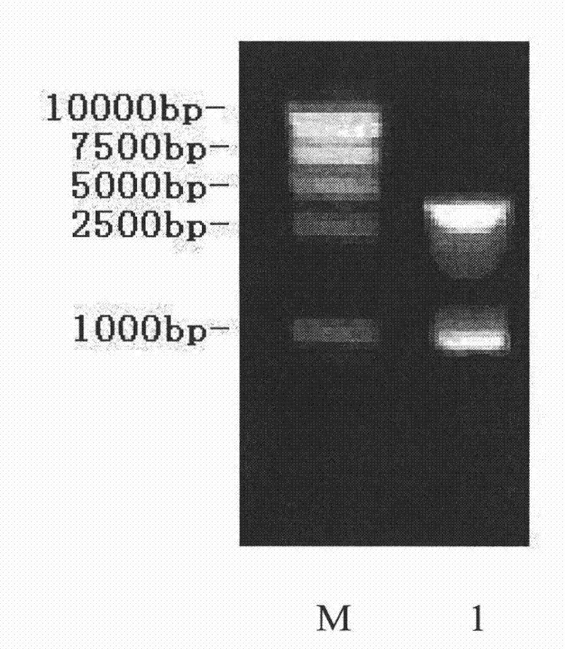 Dual-target tumor vaccine based on tumor endothelium marker-8 gene and preparation method thereof