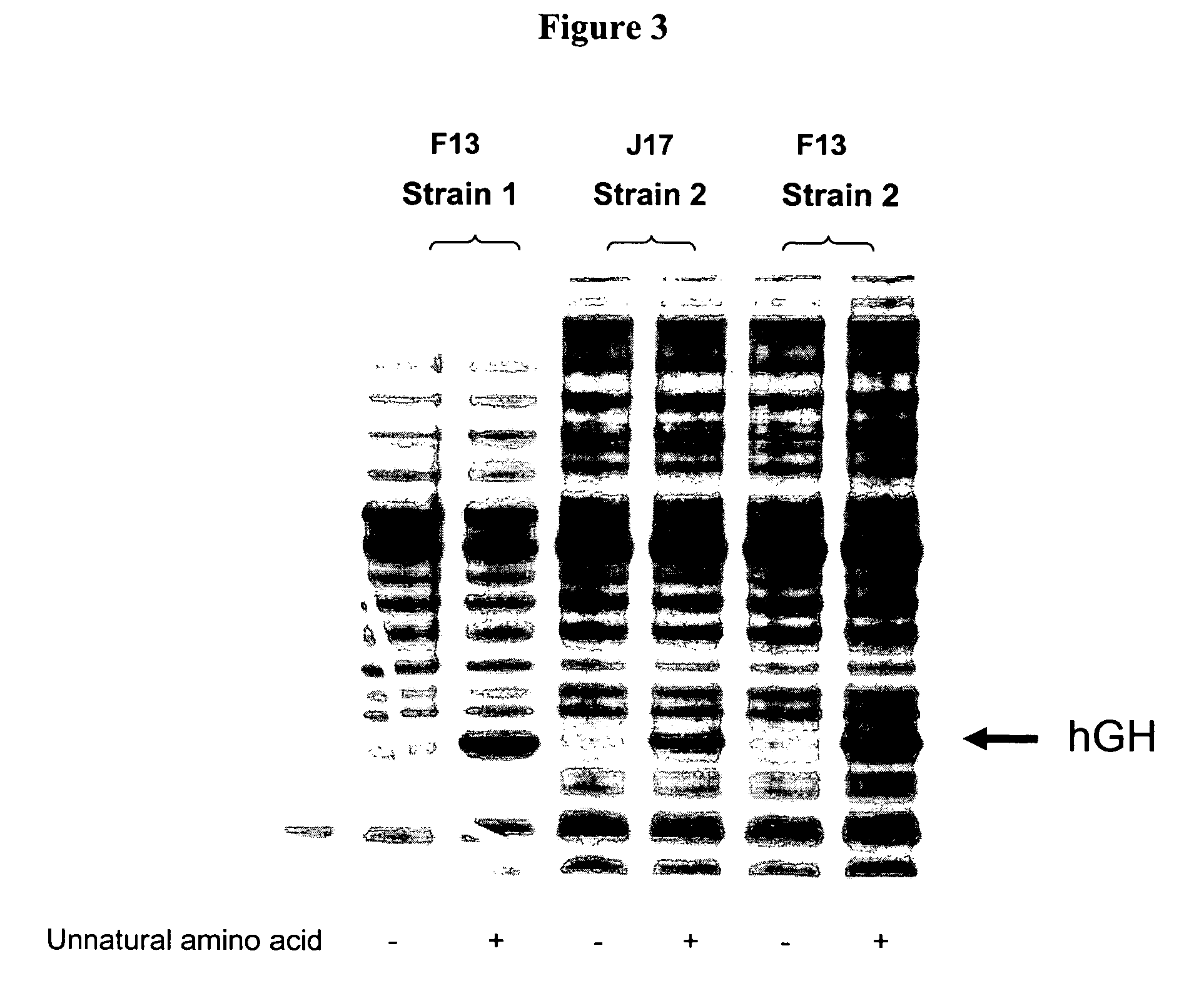 Compositions of aminoacyl-TRNA synthetase and uses thereof
